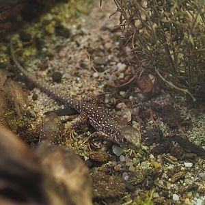 Juvenile Ocellated lizard (Timon lepidus), 2025-07-21