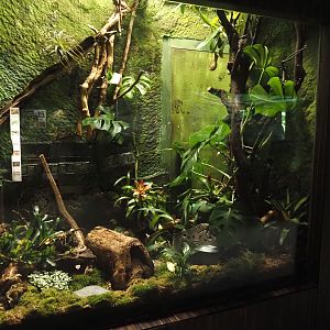 Former cane toad and mountain chicken frog terrarium in the reptile house being redone, with addition of some temple pieces, 2025-07-21