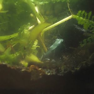 Splashback poison frog (Adelphobates galactonotus), 2025-07-21