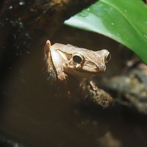 File-eared tree frog or Bornean eared frog (Polypedates otilophus), 2025-07-21