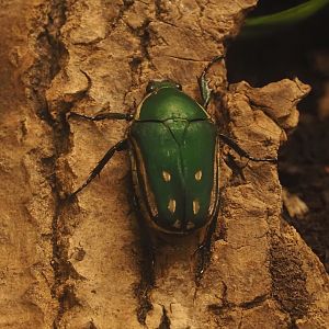 Green flower beetle (Mecynorhina ugandensis), 2025-07-21