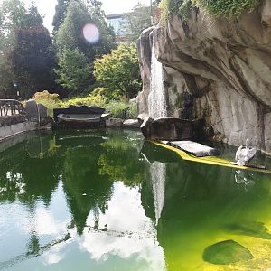 Pinniped exhibit, temporarily housing Dalmatian pelicans, 2025-07-21