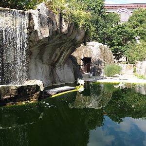 Pinniped exhibit, temporarily housing Dalmatian pelicans, 2025-07-21