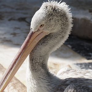 Dalmatian pelican (Pelecanus crispus), 2025-07-21
