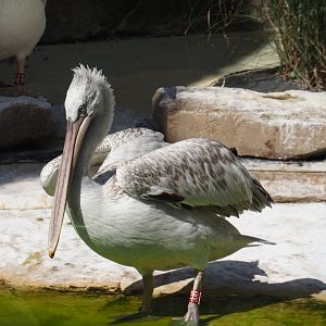 Dalmatian pelican (Pelecanus crispus), 2025-07-21