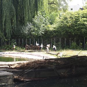 Beach area in one of the pygmy hippopotamus exhibits (former common hippo exhibit), with European white storks, 2025-07-21