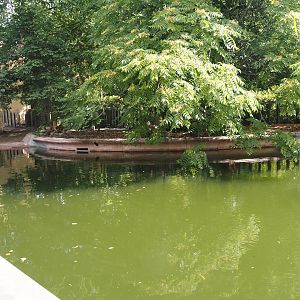 First new pygmy hippopotamus exhibit in the renovated former common hippopotamus exhibit, 2025-07-21
