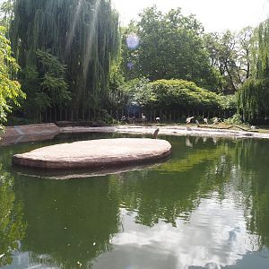 First new pygmy hippopotamus exhibit in the renovated former common hippopotamus exhibit, mix with European white storks, 2025-07-21