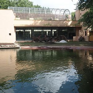 Second new pygmy hippopotamus exhibit in the renovated former common hippopotamus exhibit, 2025-07-21