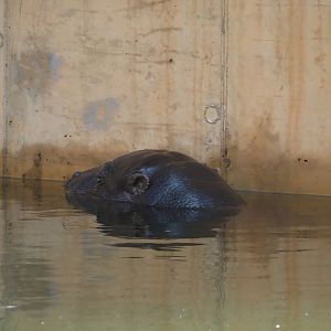 Western pygmy hippopotamus (Choeropsis liberiensis liberiensis), 2025-07-21