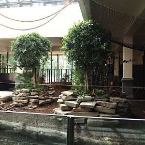 First new pygmy hippopotamus indoor exhibit in renovated former common hippopotamus indoor housing, 2025-07-21