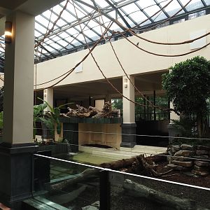First new pygmy hippopotamus indoor exhibit in renovated former common hippopotamus indoor housing, 2025-07-21