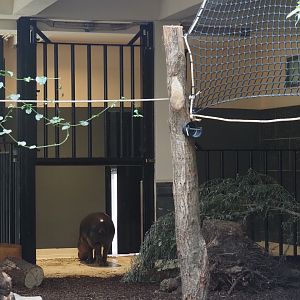 Pygmy hippopotamus holding paddock between indoor and outdoor exhibits, 2025-07-21