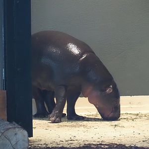 Western pygmy hippopotamus (Choeropsis liberiensis liberiensis), 2025-07-21