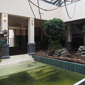 First new pygmy hippopotamus indoor exhibit in renovated former common hippopotamus indoor housing, 2025-07-21
