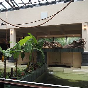 New pygmy hippopotamus indoor exhibit pools in renovated former common hippopotamus indoor housing, 2025-07-21