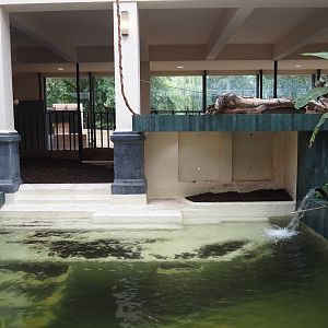 Second new pygmy hippopotamus indoor exhibit in renovated former common hippopotamus indoor housing, 2025-07-21