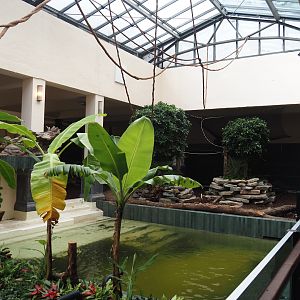 First new pygmy hippopotamus indoor exhibit in renovated former common hippopotamus indoor housing, 2025-07-21