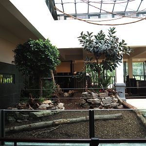 Second new pygmy hippopotamus indoor exhibit in renovated former common hippopotamus indoor housing, 2025-07-21