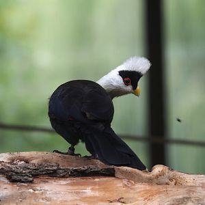 White-crested turaco (Tauraco leucolophus), 2025-07-21