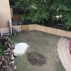 First new pygmy hippopotamus exhibit in the renovated former common hippopotamus exhibit, 2025-07-21