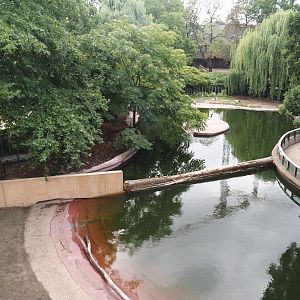 New pygmy hippopotamus exhibits in the renovated former common hippopotamus exhibit, 2025-07-21
