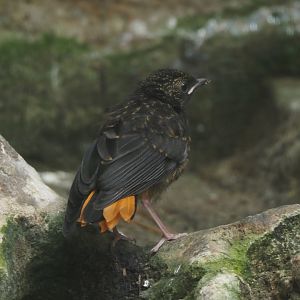 Juvenile Snowy-crowned robin-chat (Cossypha niveicapilla), 2025-07-21
