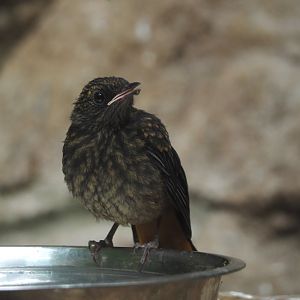 Juvenile Snowy-crowned robin-chat (Cossypha niveicapilla), 2025-07-21