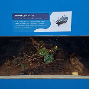 Extinct Cave Roach