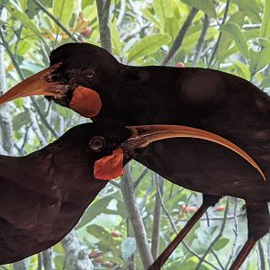 Huia taxidermy