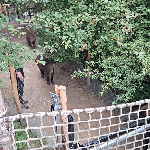 Tapirs being transferred to one of their rotational enclosures