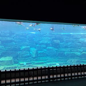 Old underwater view of seals, now showing part of the Humboldt penguin colony