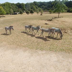 Wild Explorers - Grevy's zebras 150725
