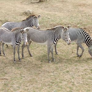 Wild Explorers - Grevy's zebras 150725