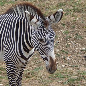 Wild Explorers - Grevy's zebra 150725