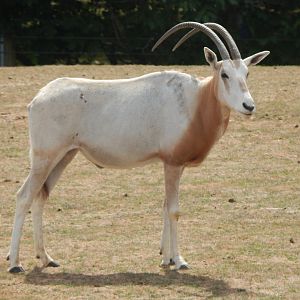 Wild Explorers - Scimitar-horned oryx 150725
