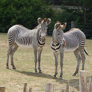 Wild Explorers - Grevy's zebras 150725