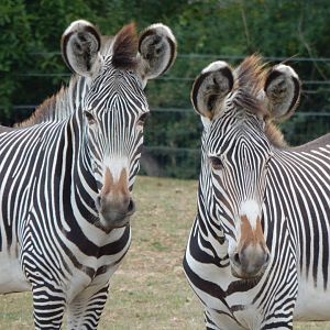 Wild Explorers - Grevy's zebras 150725