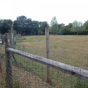 Southern lesser kudu enclosure 150725