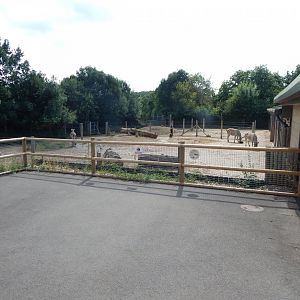 Plains zebras 150725