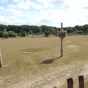 Enclosure for Giraffes, Plains zebras, Roan antelopes 150725