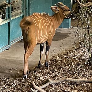 Eastern bongo 150725