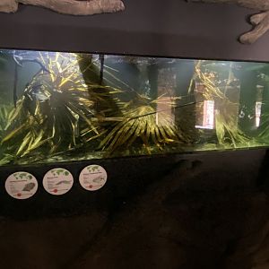 Aquarium next to Bongo/Zebra indoors 150725