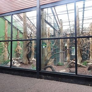 Lemur Indoors 150725