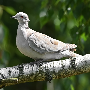 Eurasian collared dove (wild)