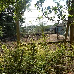 Visayan warty pigs enclosure 150725