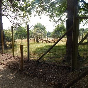 Serval enclosure 150725