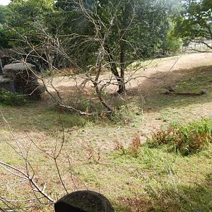 Serval Enclosure 150725