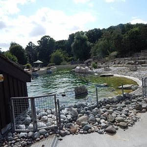 Humboldt penguin Enclosure 150725