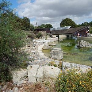 Humboldt penguin Enclosure 150725